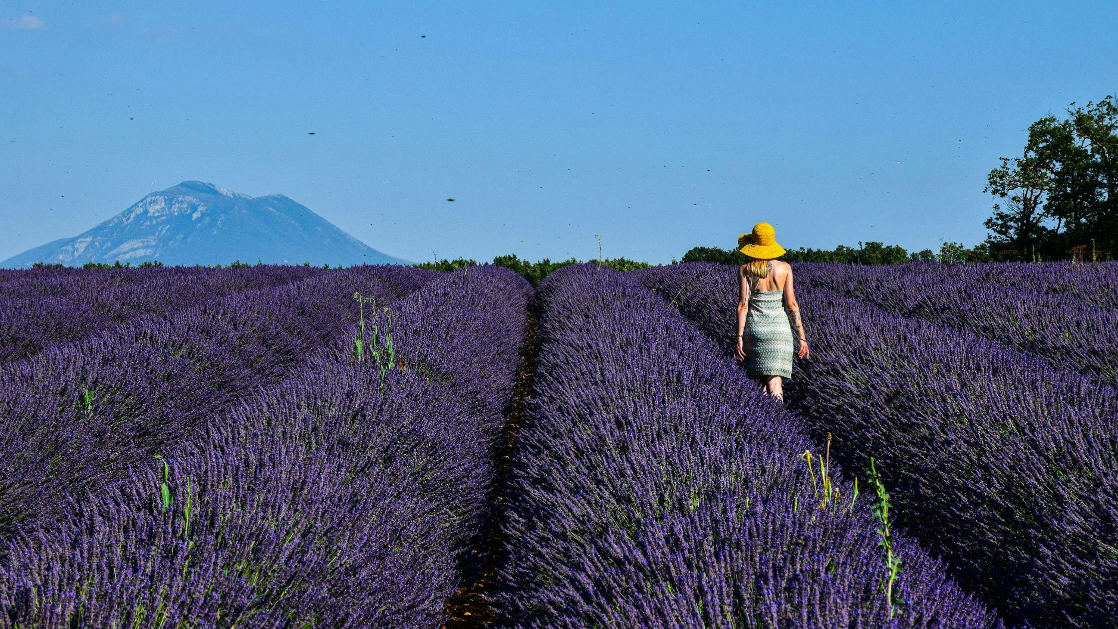 Provence – Land of Lavender and Sun